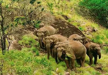 Hotel Ambadi Thekkady